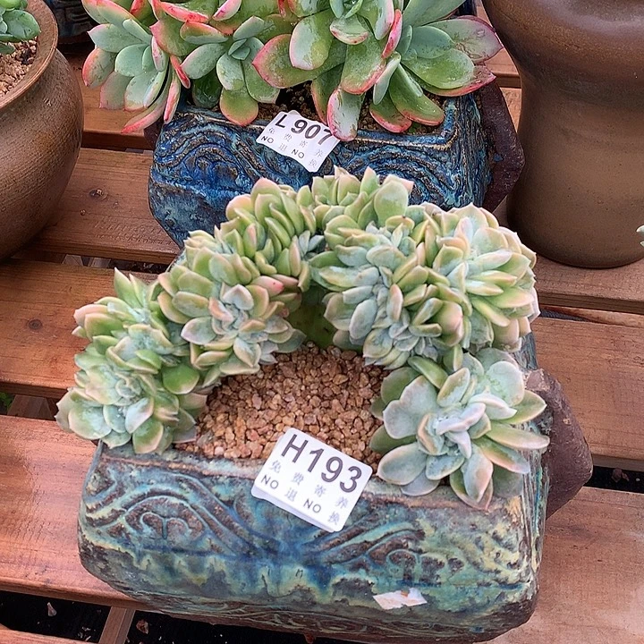 哈利沃森缀化 非偏远38包邮节后发货