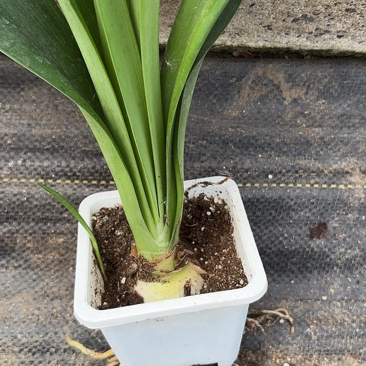 无花朵瑞秋原盆原土发货
