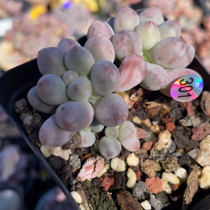 仙子奶酪多肉植物