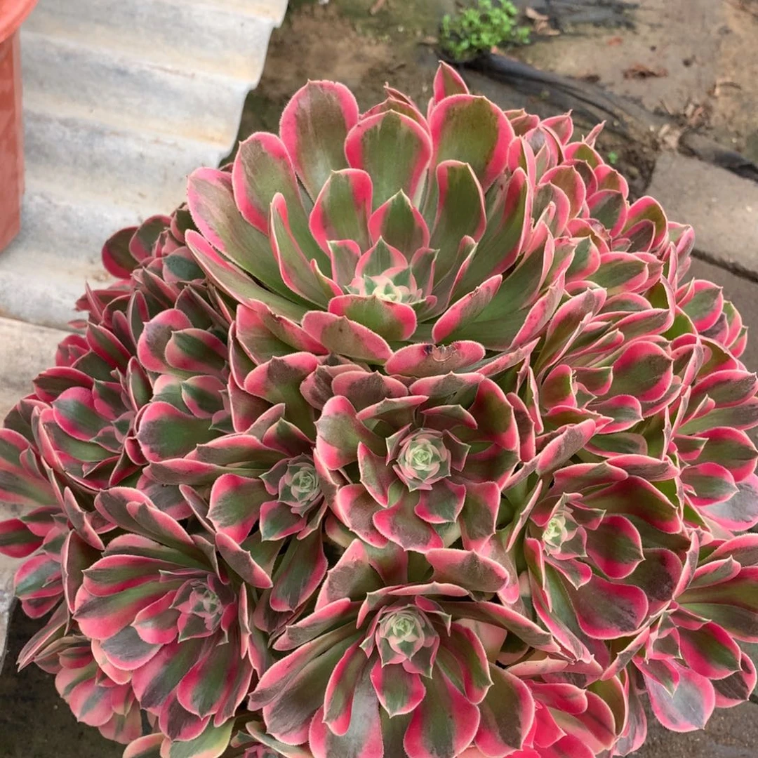妖月捧花，多肉植物