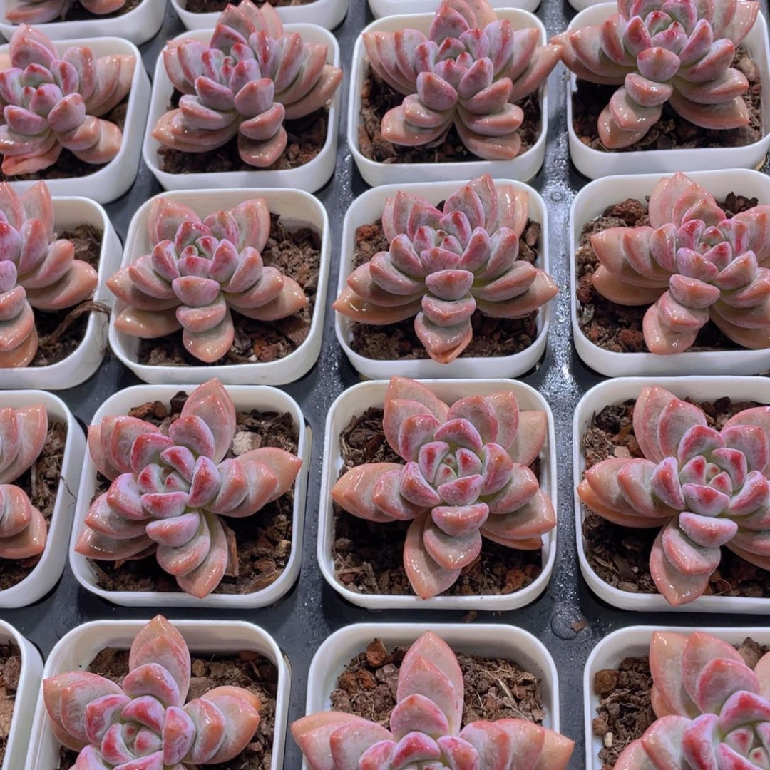 量拍71号 叠叶知否单头一个