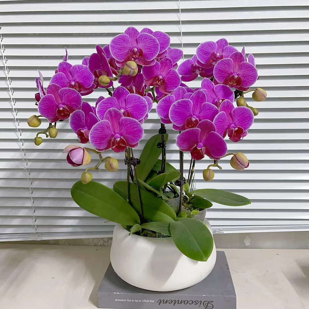蝴蝶兰《梦叶萝莉》单花剑  欧品花花 懒人花花 新手好养