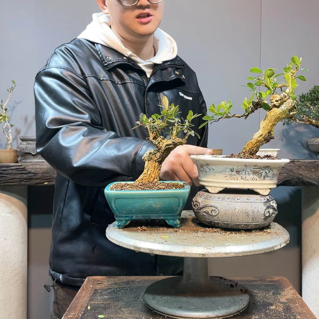 红陶谦**取海岛黄杨