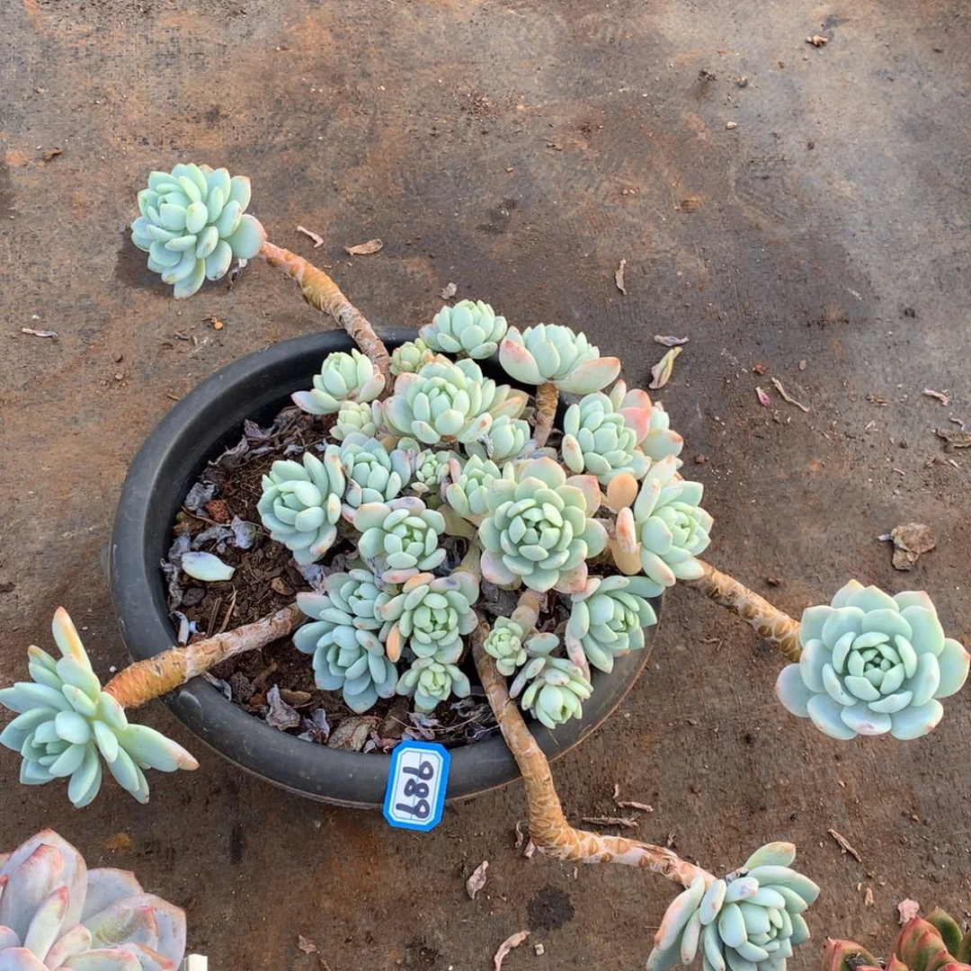 989冷香一物一拍多肉