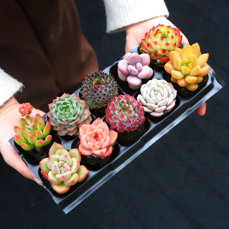 12棵多肉植物肉肉新手套餐好看耐养种好发货多肉盆栽云南基地直发