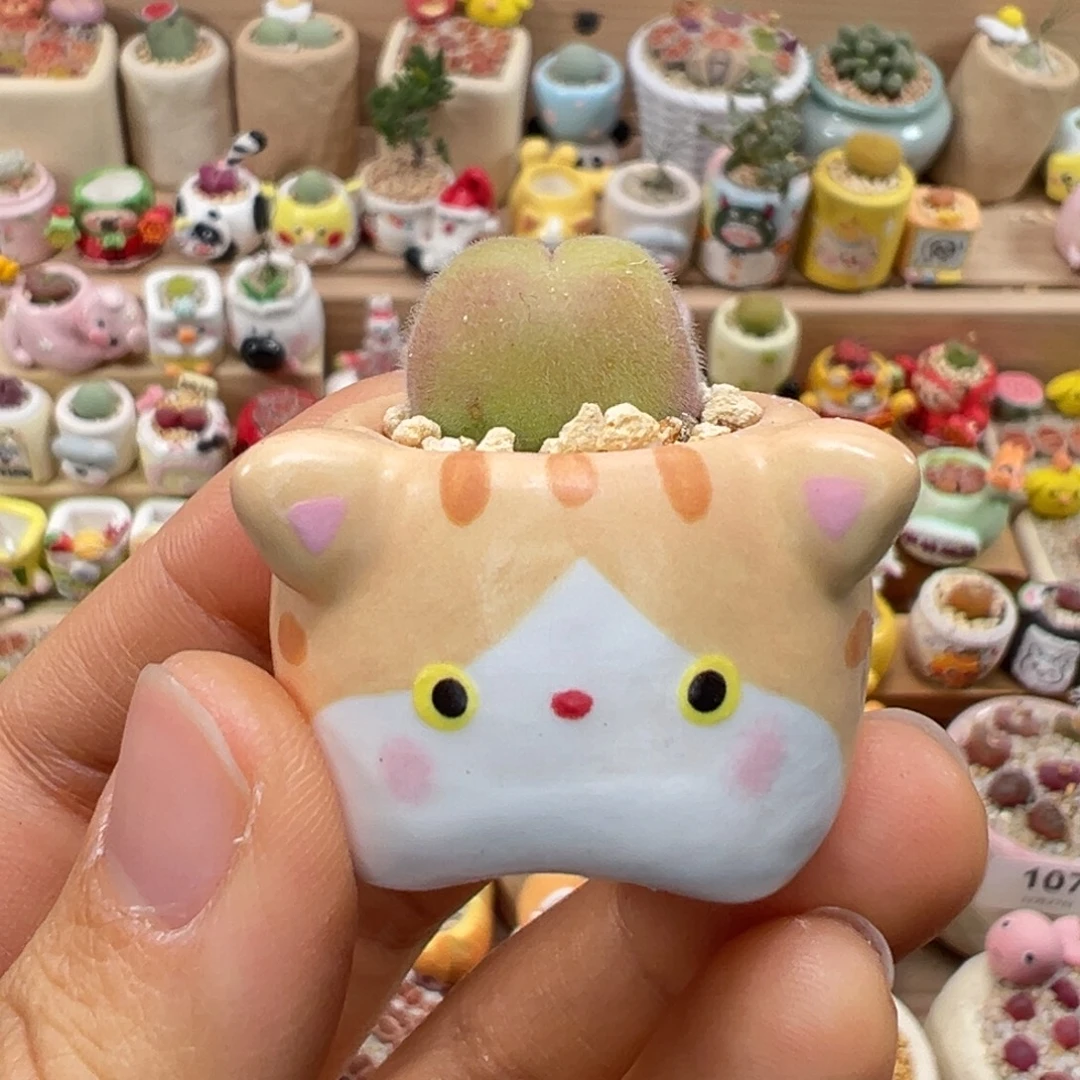 多肉植物124号毛翠滴