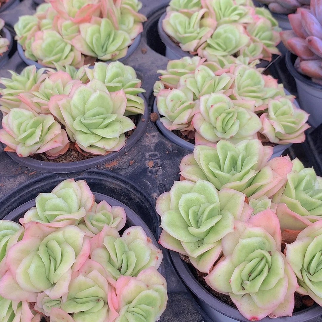 冰玫瑰锦356789990000