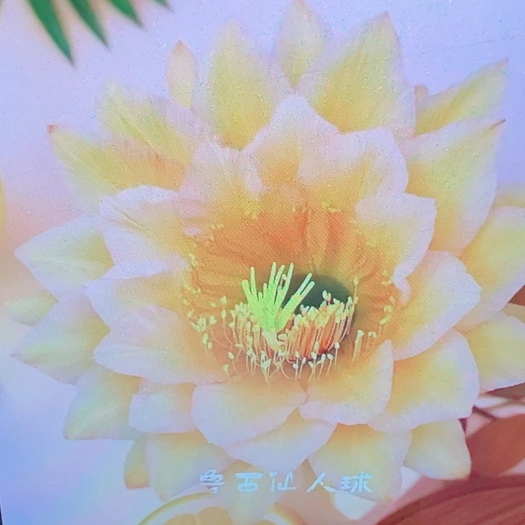 毛花柱 东方 侧芽 满20包邮