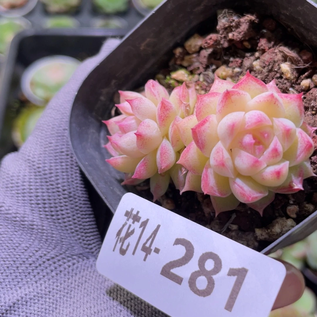 花利美14-281女王玫瑰