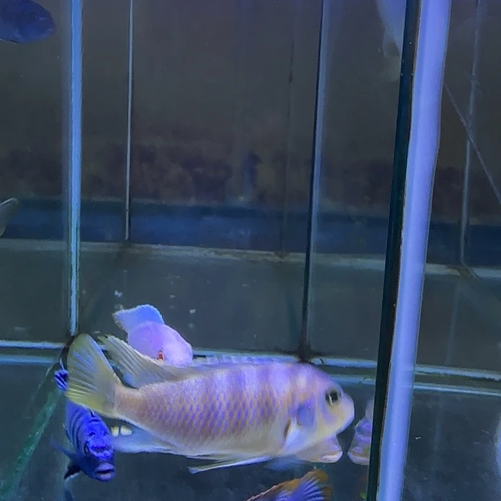 一***界海水鱼321号共5条11111