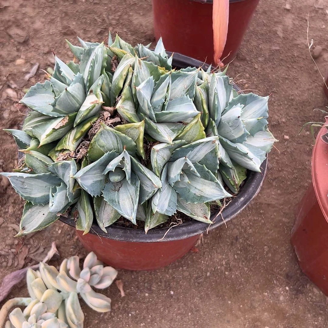 多肉植物多肉植物
