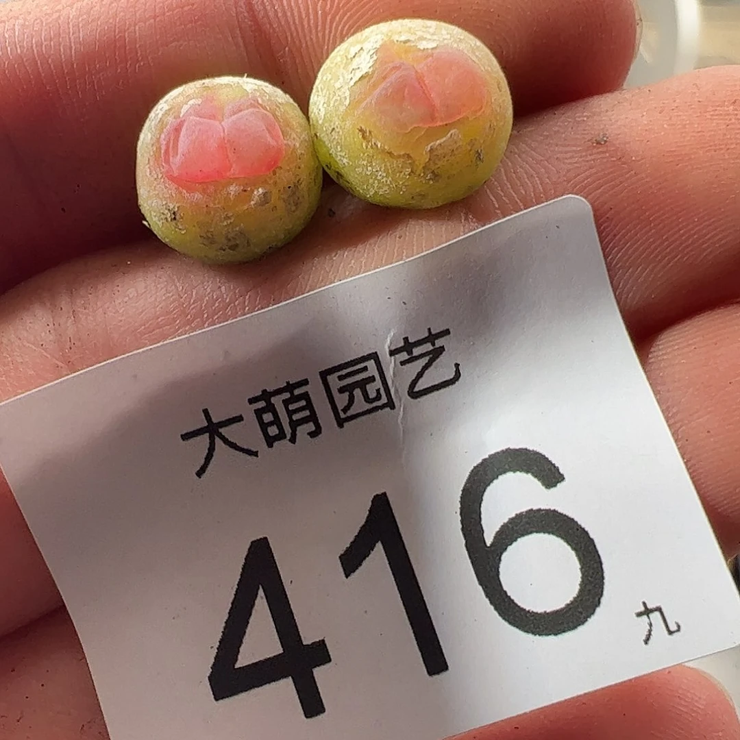0000416 一物一拍……