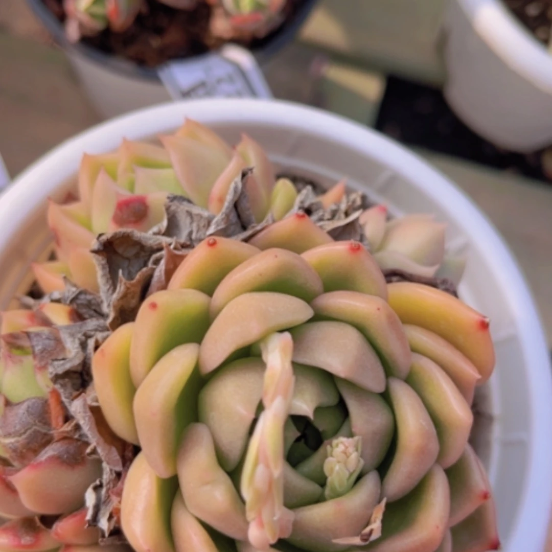 【闪购商品】白玫瑰05228