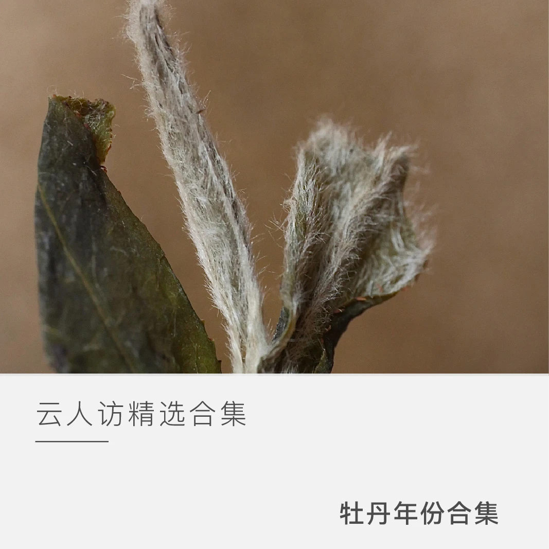 【年份牡丹合集】银龙 福鼎白茶  白牡丹 云人访甄选