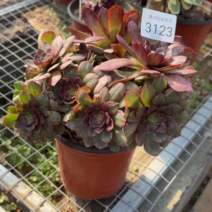 红丝绒多肉法师3123