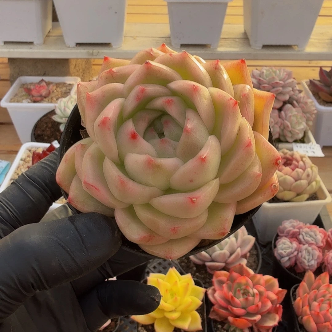 1216-34青草蛋糕锦