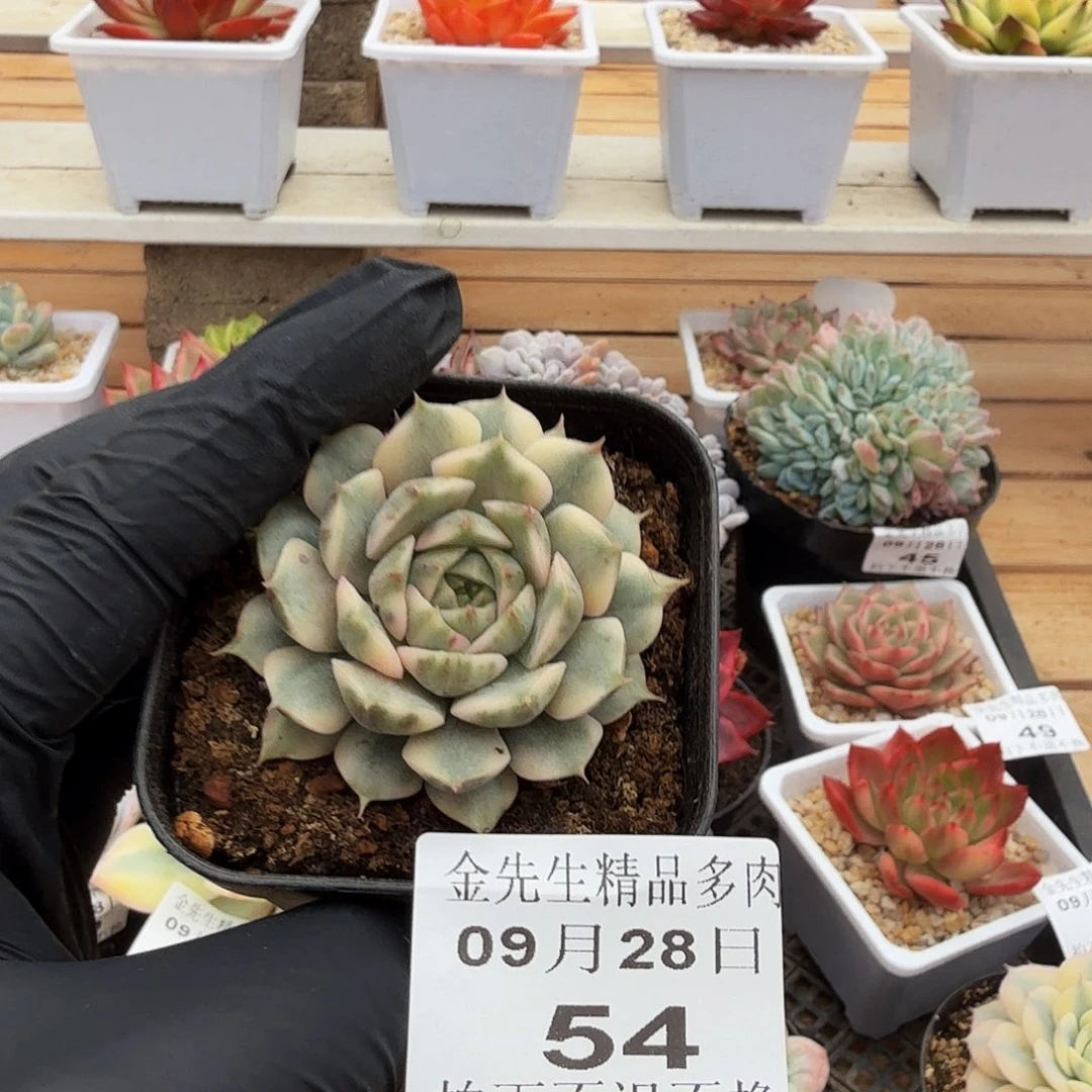 0928-54浪漫玫瑰锦