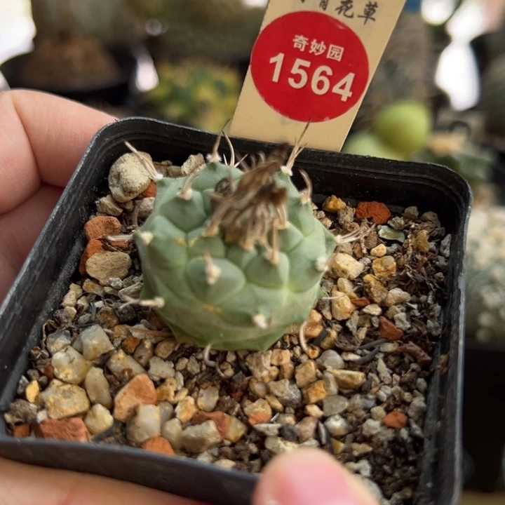 实生优选娇丽一棵3cm