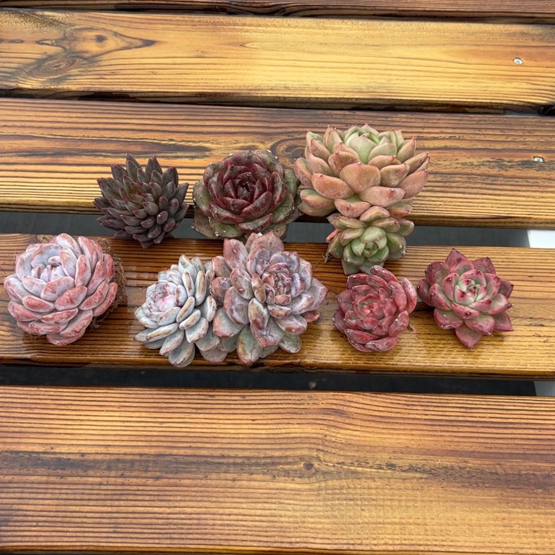 7颗肉肉的多肉植物