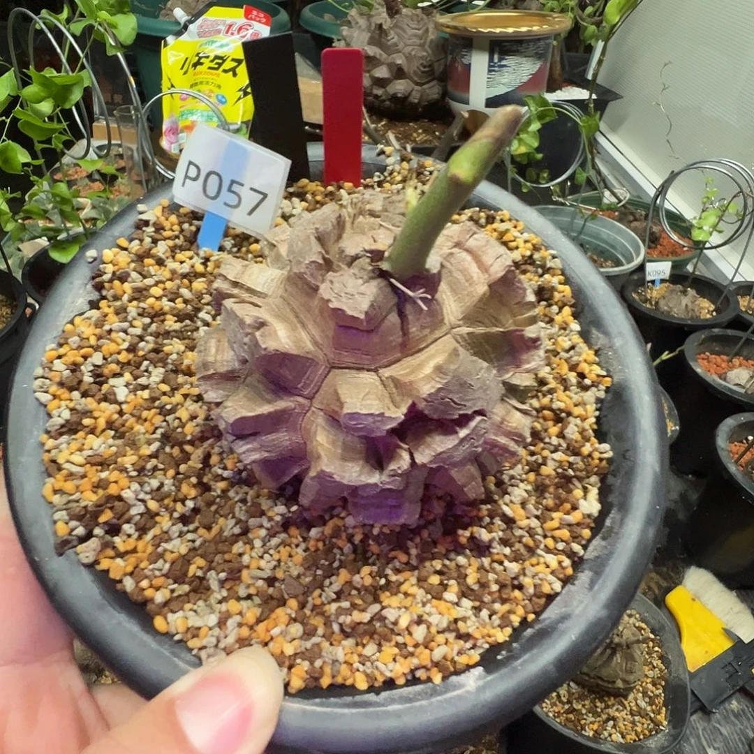 多肉植物专拍 一物一拍 南非龟甲龙057