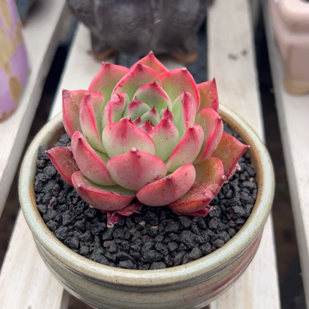 多肉植物多肉植物
