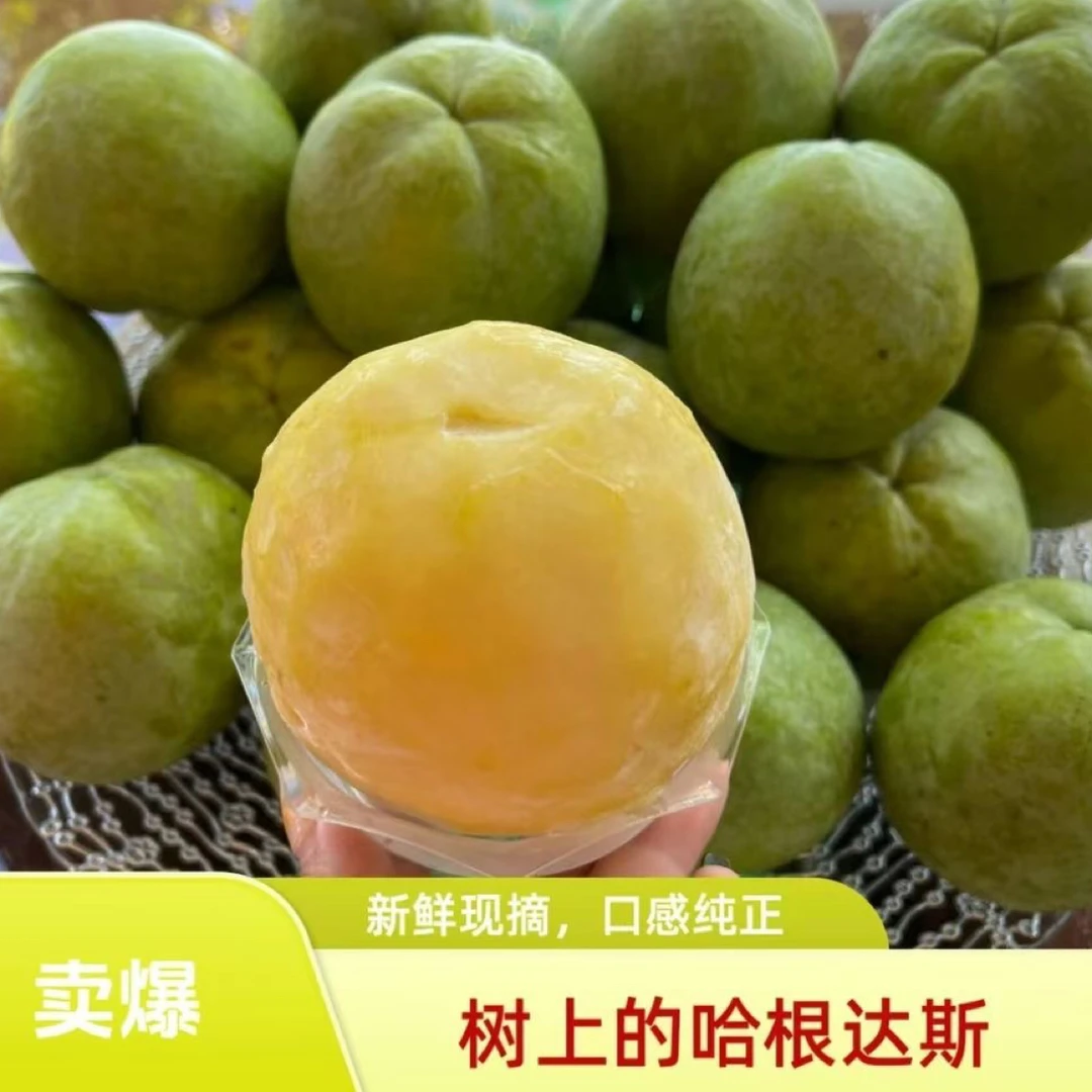 冰淇淋果 国王K 嫁接大果四季品种适合南北方种植