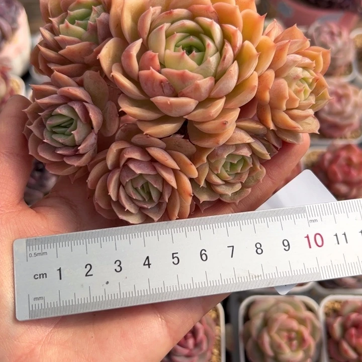 ✨****?404 多肉植物组合盆栽