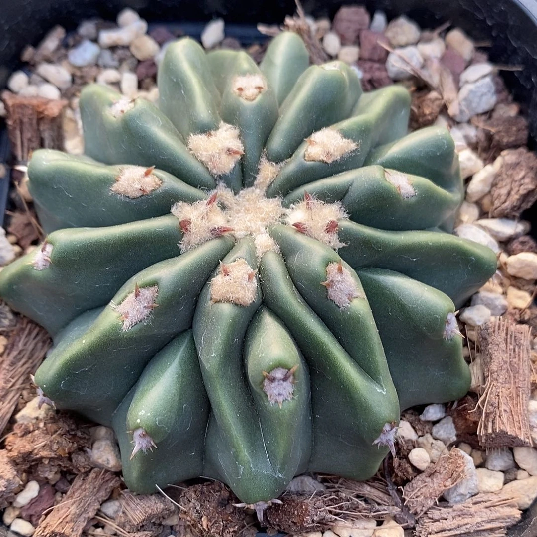 实生  无刺凌波7.3公分左右一物一拍