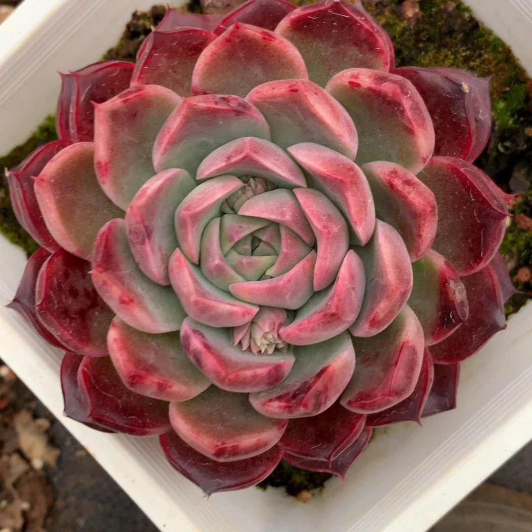 5573杂交多肉植物