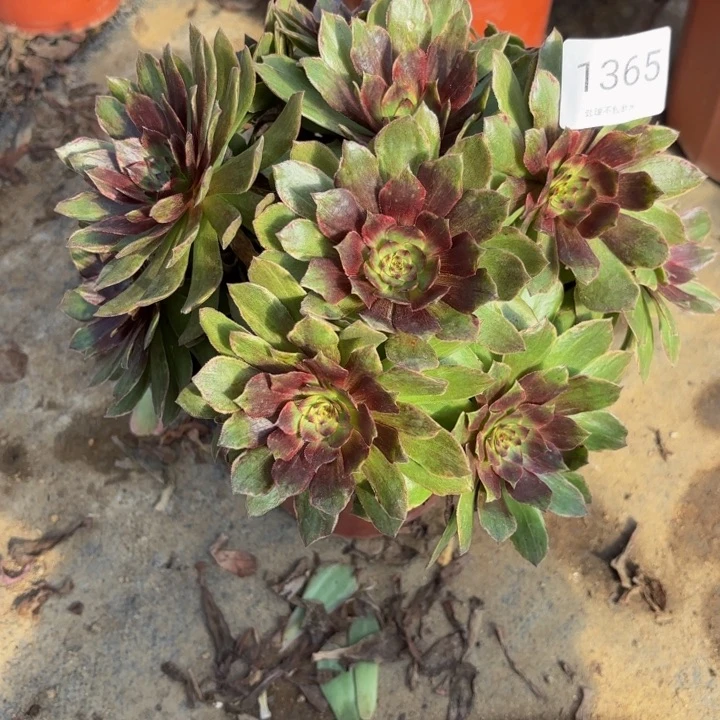 红丝绒多肉处理不包断头1365