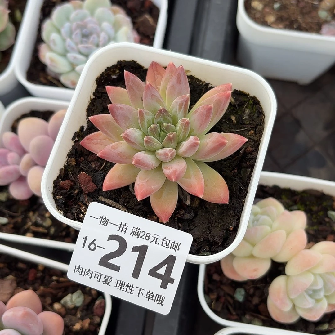 陨石无盆土发货无