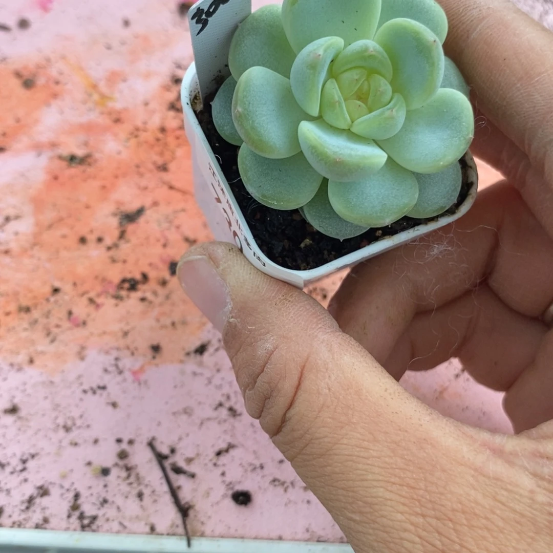 标签730甜心3000一个多肉