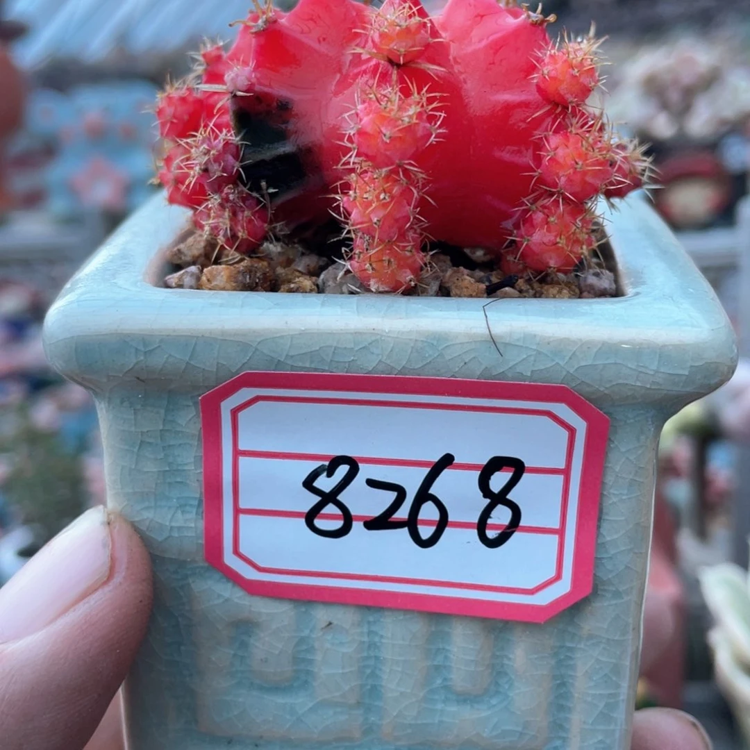 B****w肋骨牡丹锦带盆多肉39.8