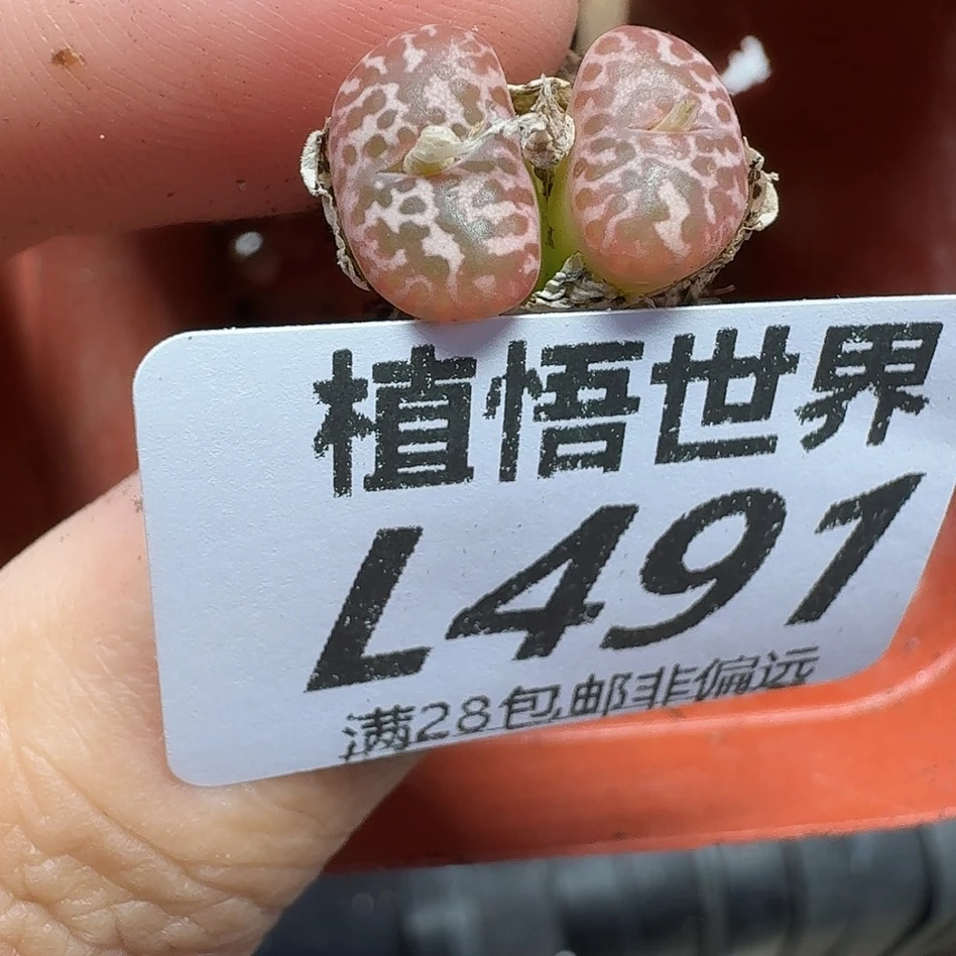 多肉植物多肉植物fvv