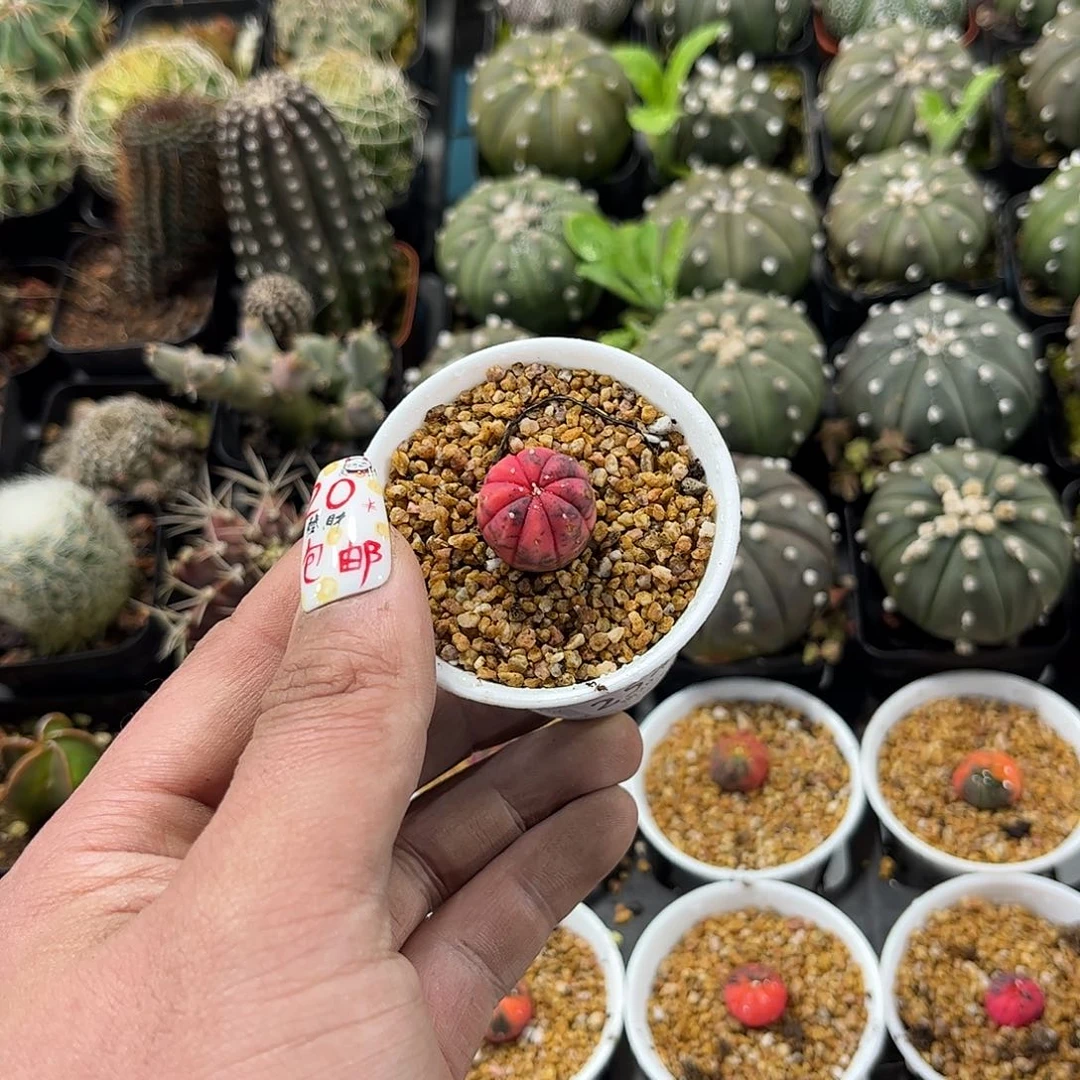 ʚ****?25364一物一拍单头发货