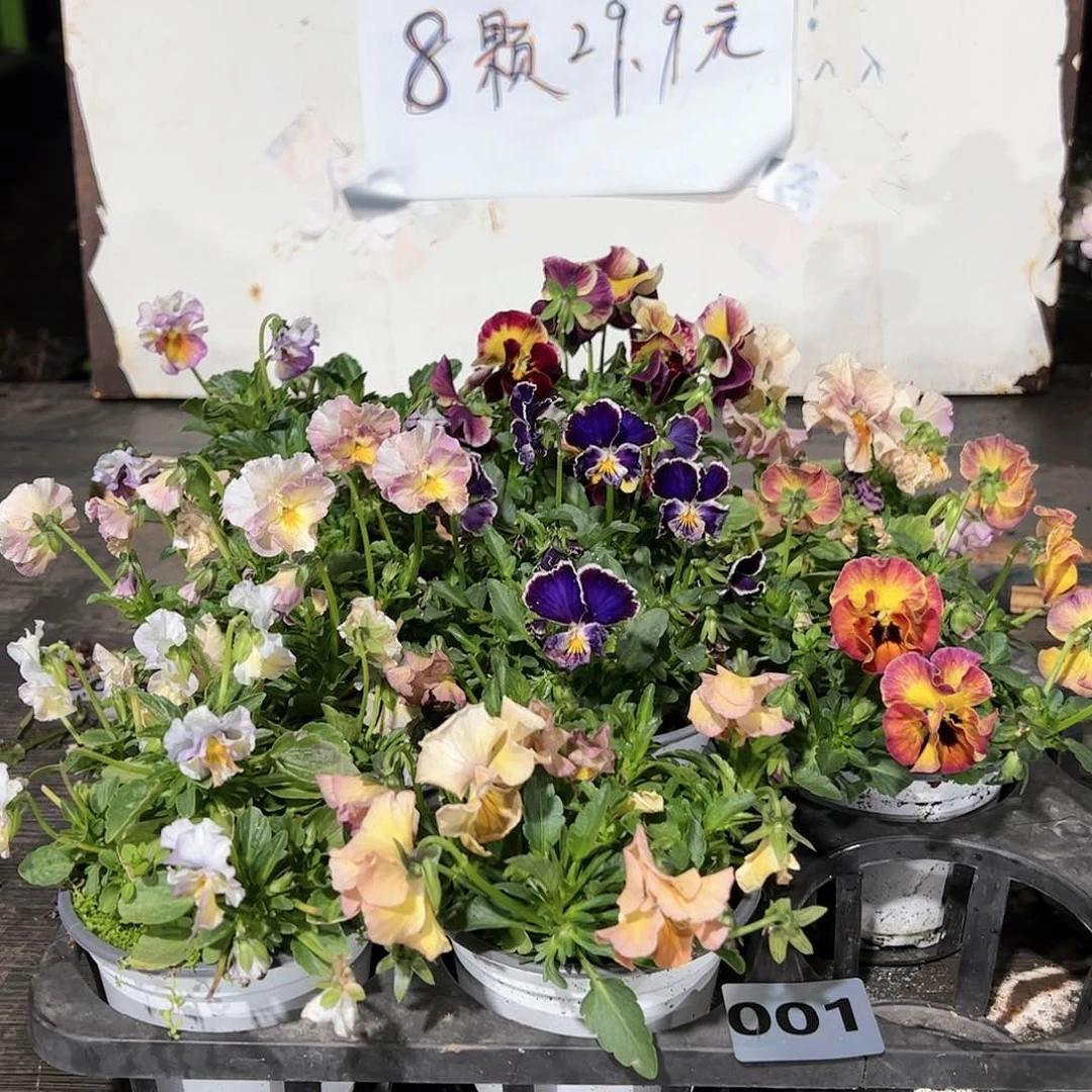 【闪购商品】001号