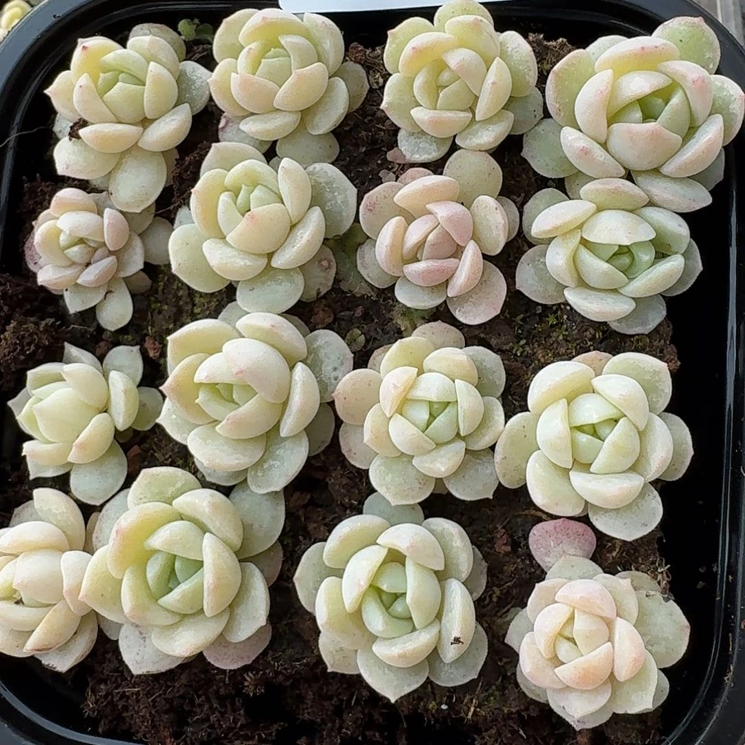 杂交新品珍妮多肉1503