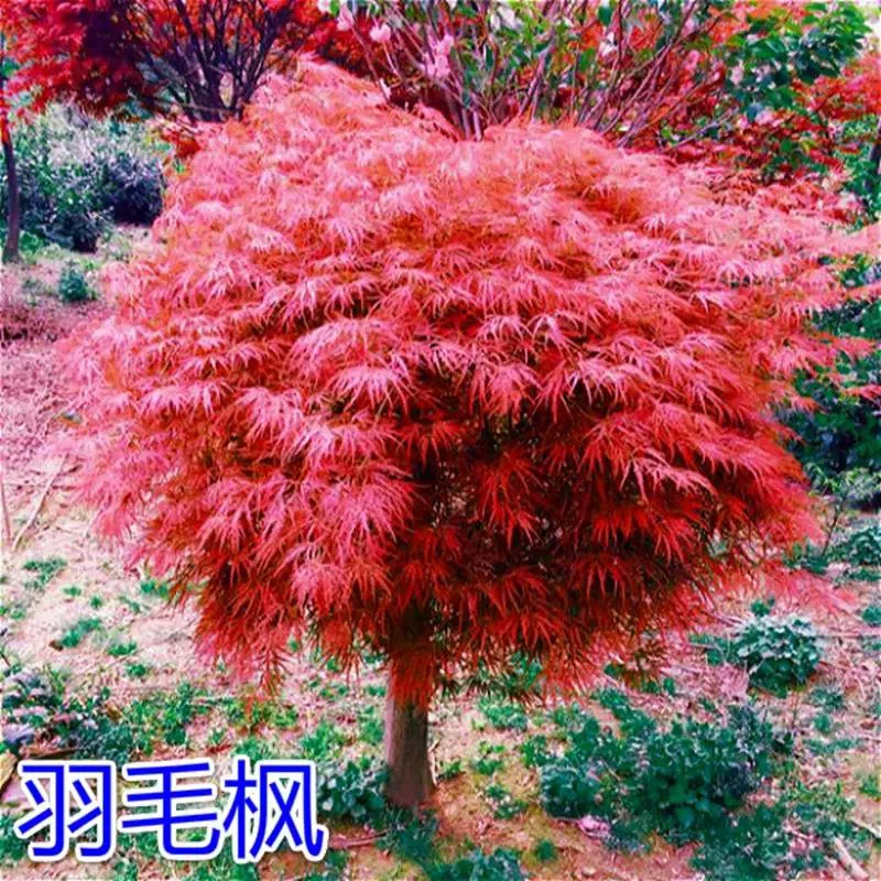 精品原生外山羽毛枫（一物一拍）