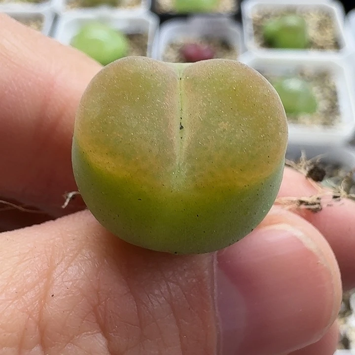 老马生石花o泡1830