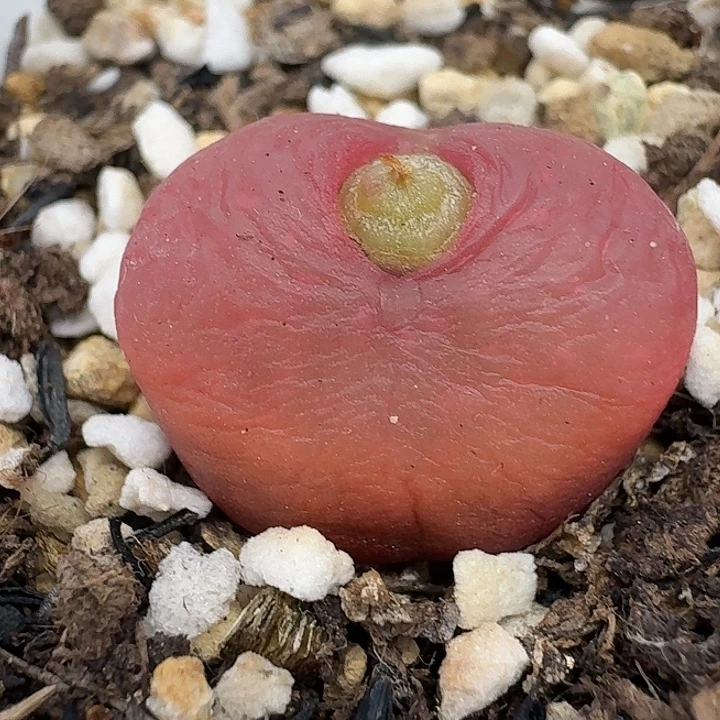 老马生石花1.9吕红210