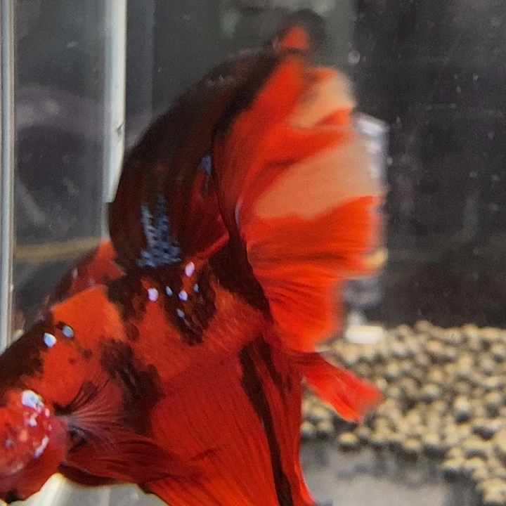 斗鱼黑151号巨斗半月