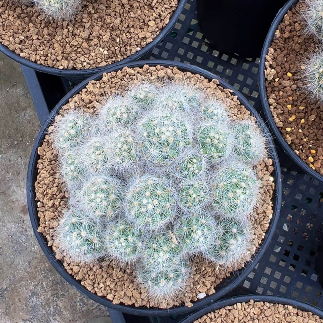 筱***飒实生根芳香丸多肉植物带盆土
