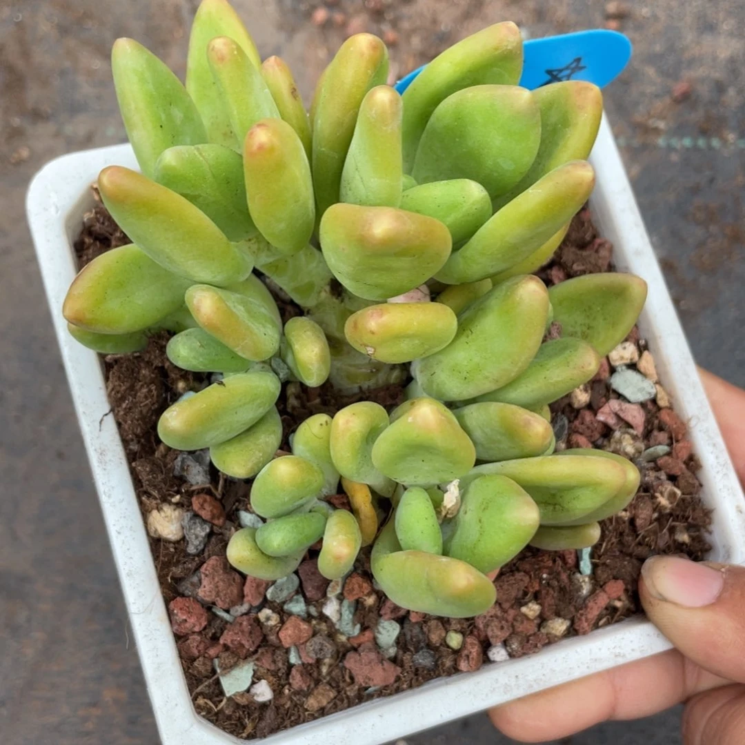 ?**&芒果奶酪瑕疵一个38