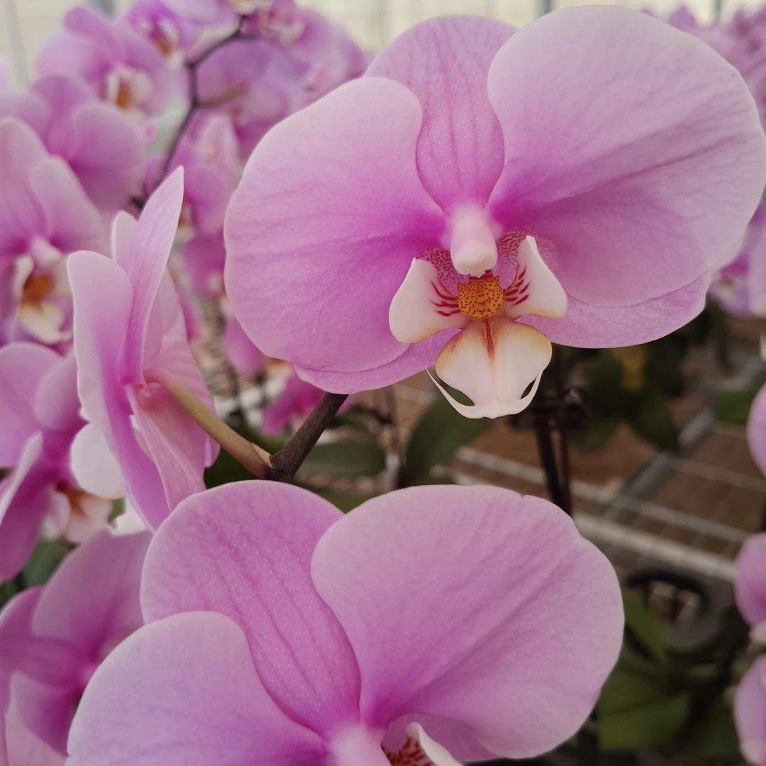 福喜【安娜三棵】2.8  根系好好养护  性价比超高