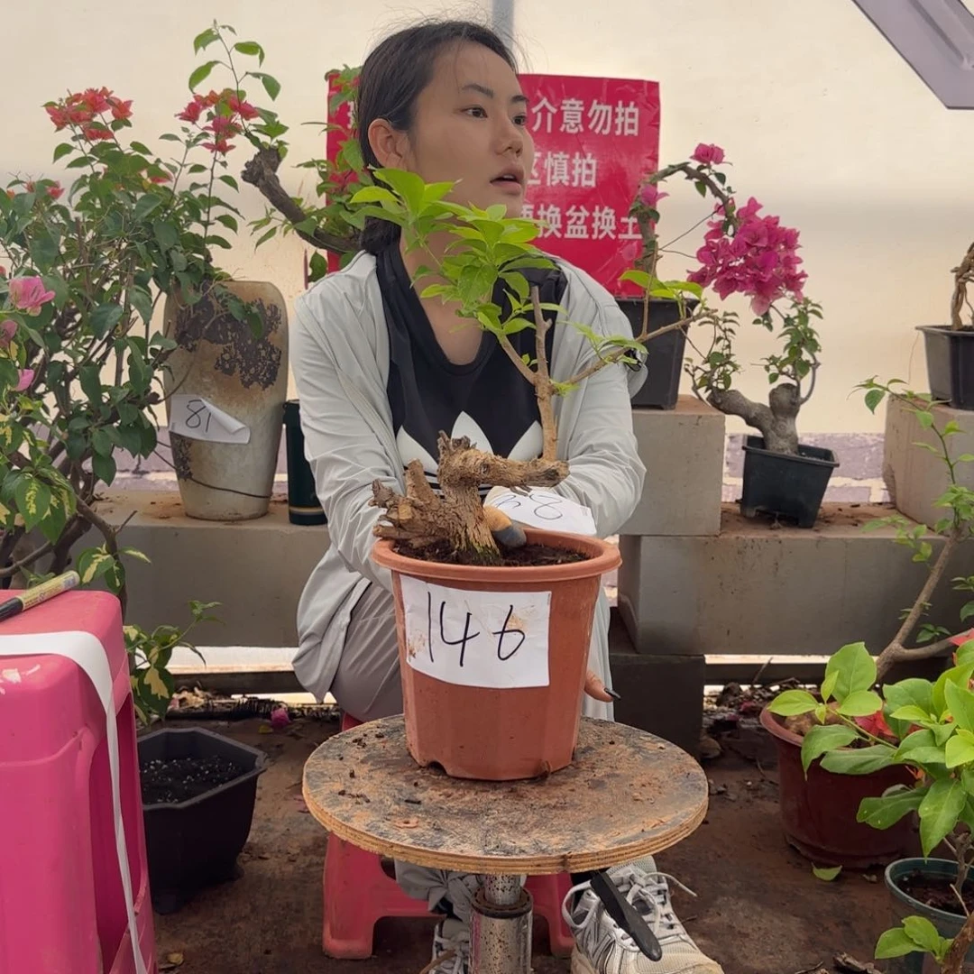 大部分花苞少量开放