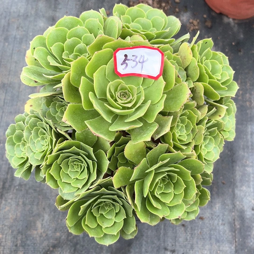 多肉植物534号多肉植物
