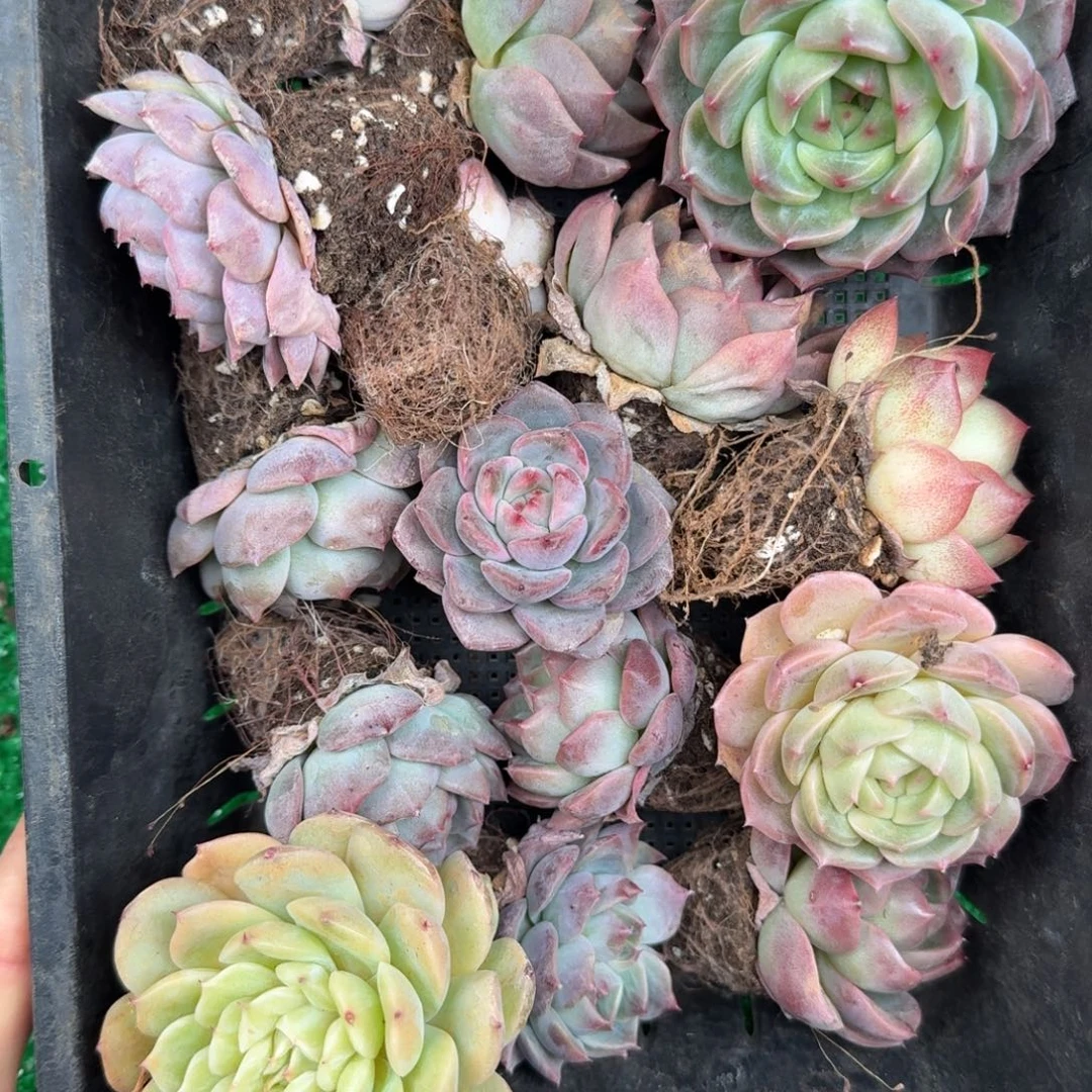 多肉一物一拍13-105