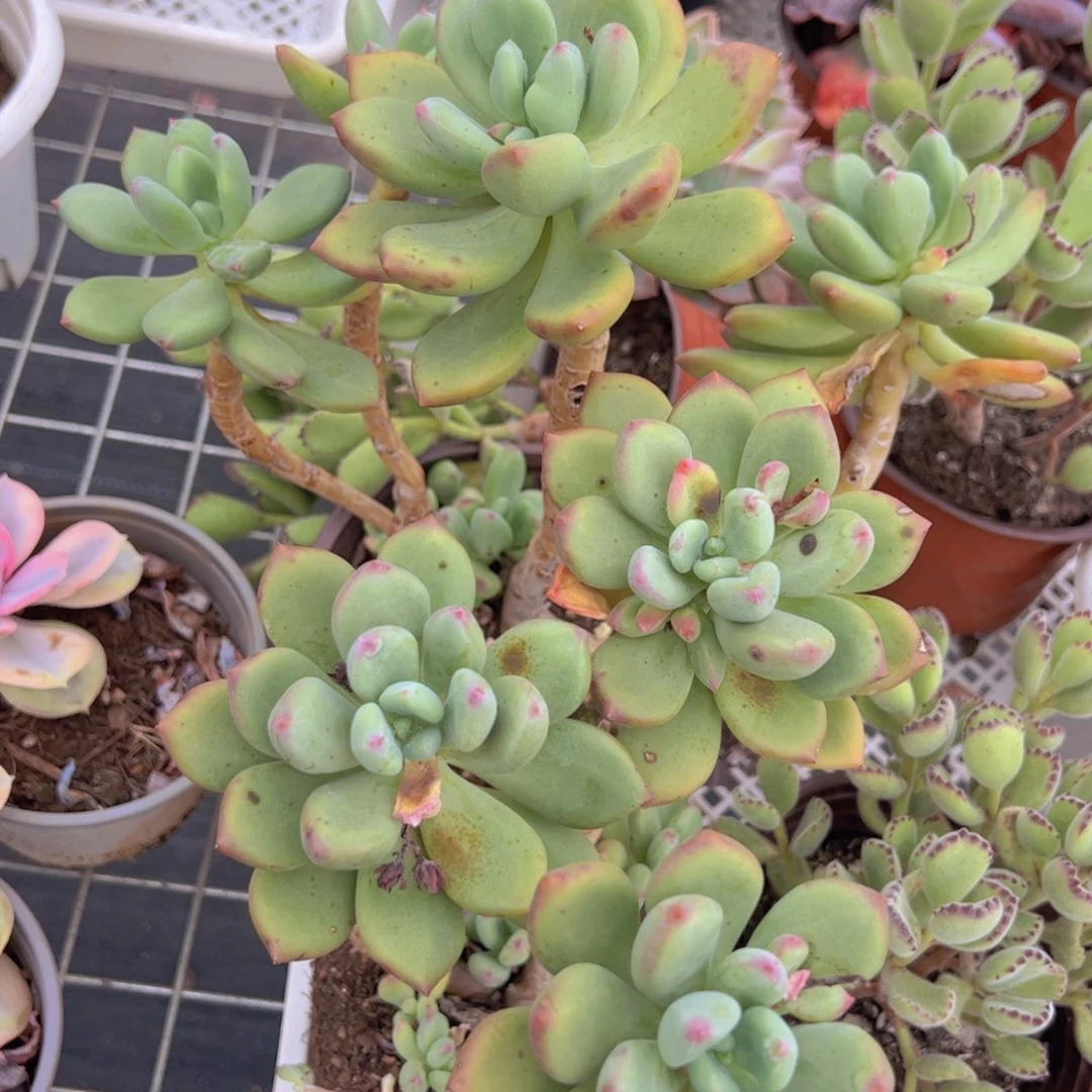 清新美人三头起发两盆