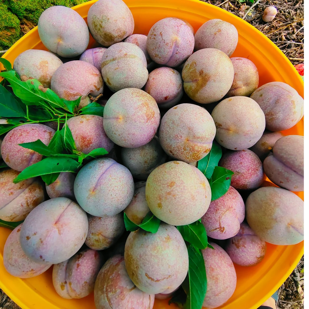 【现摘现发】钱排三华李早期李子酸脆爽口带点苦味涩产地直发