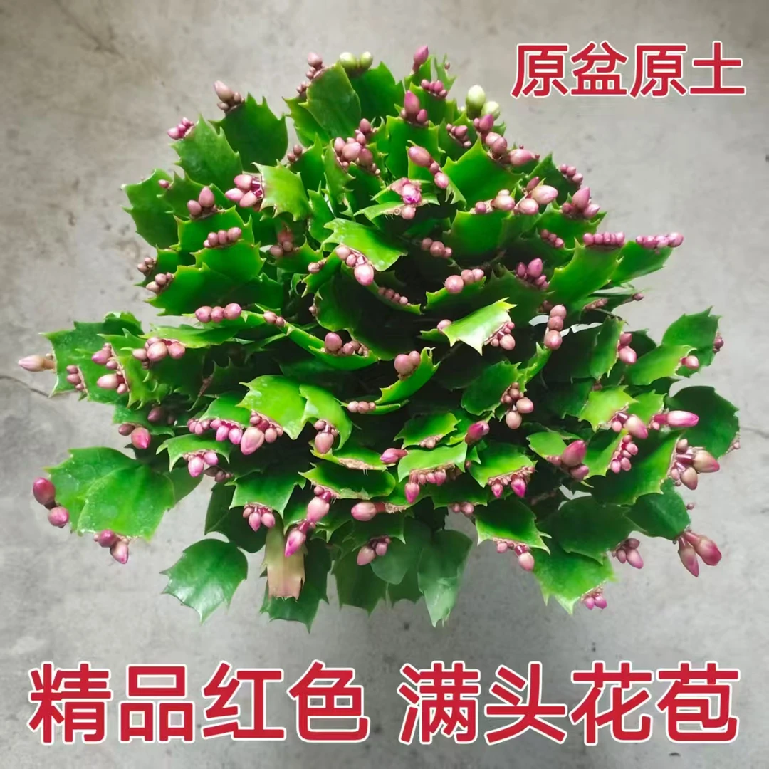 红色蟹爪兰盆栽带花苞发货室内阳台办公室花卉绿植好养易活易开花